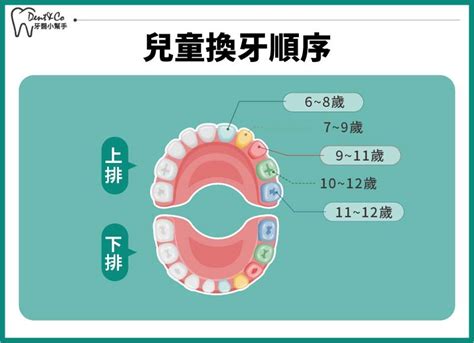 大牙會換牙嗎|換牙順序介紹：了解小孩各階段的換牙時間與注。